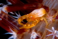   Tiny porcelain crab  